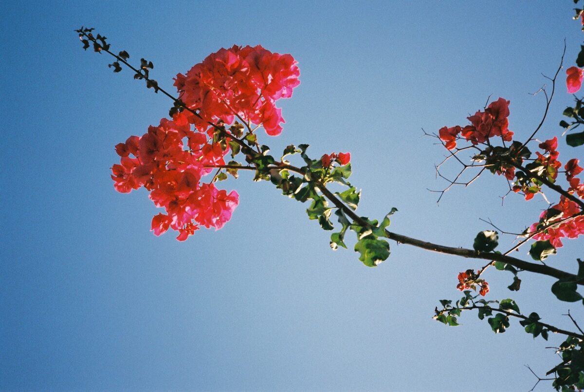 Red bougainvillea flowers against a clear blue sky