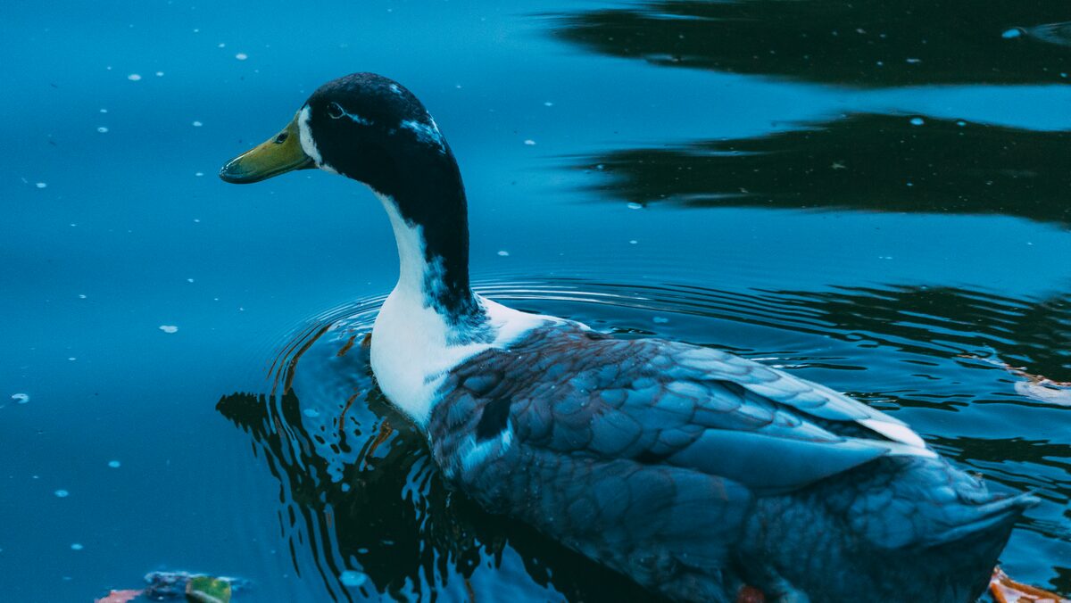 A duck swimming in bright blue water