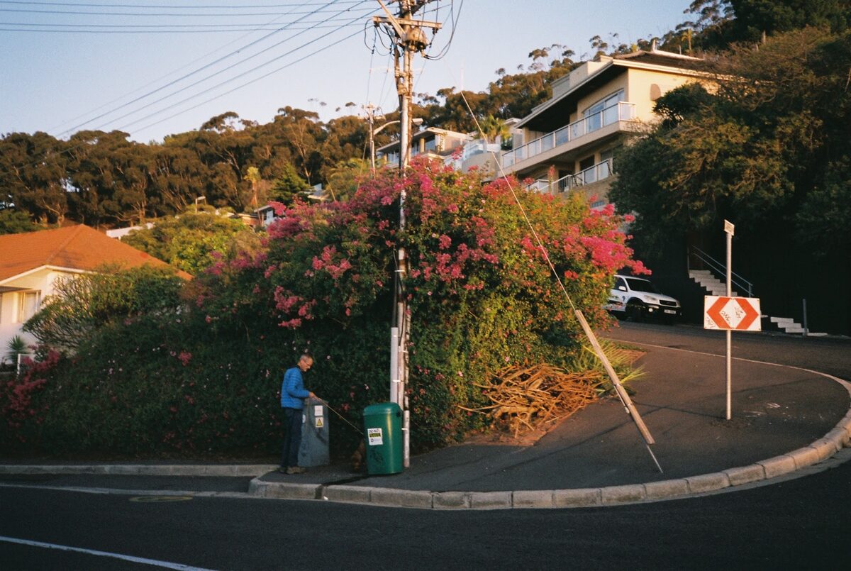 A curving hillside street with a bougainvillea bush in flower on the corner