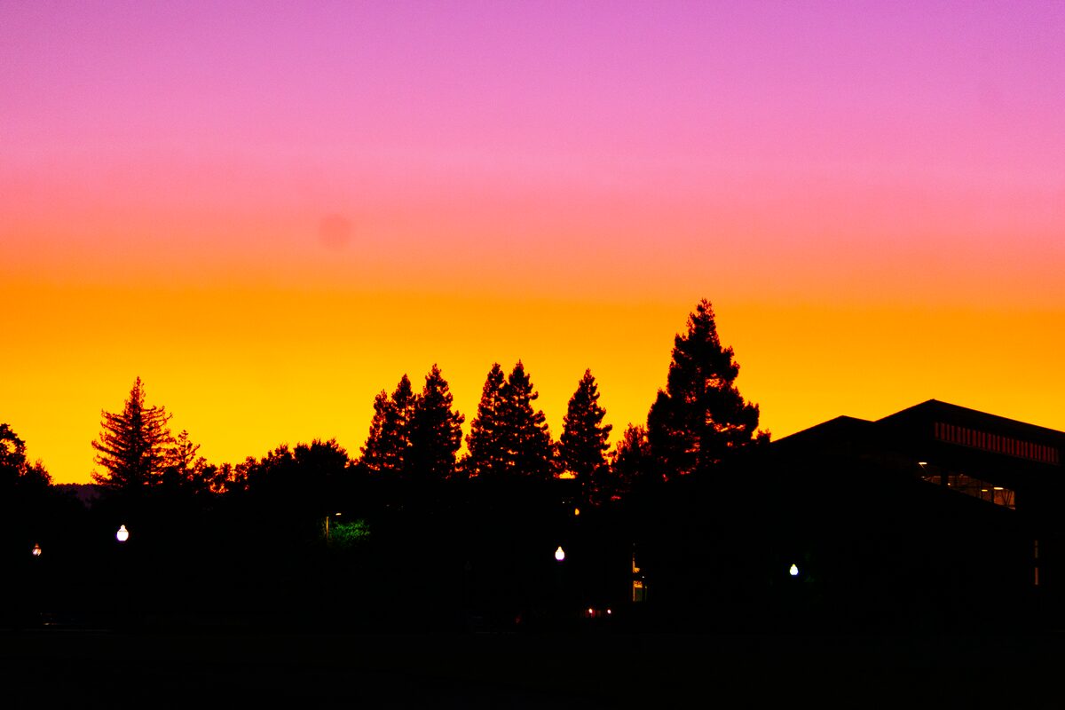 Silhouetted trees under a pink and orange dusk sky